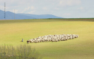 ovejas en campo Extremadura